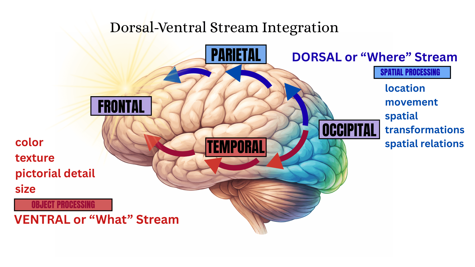 Diagram of the dorsal and ventral visual streams in the brain